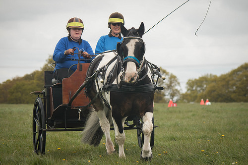 Carriage Driving